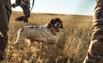 hunting-dog-training
