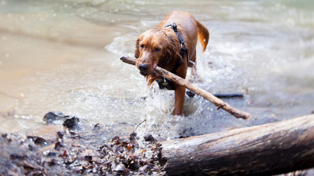 how-to-train-your-hunting-dog