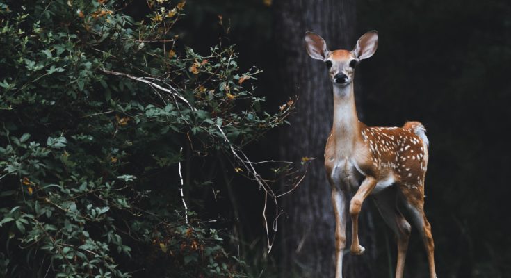 deer-hunting-tips