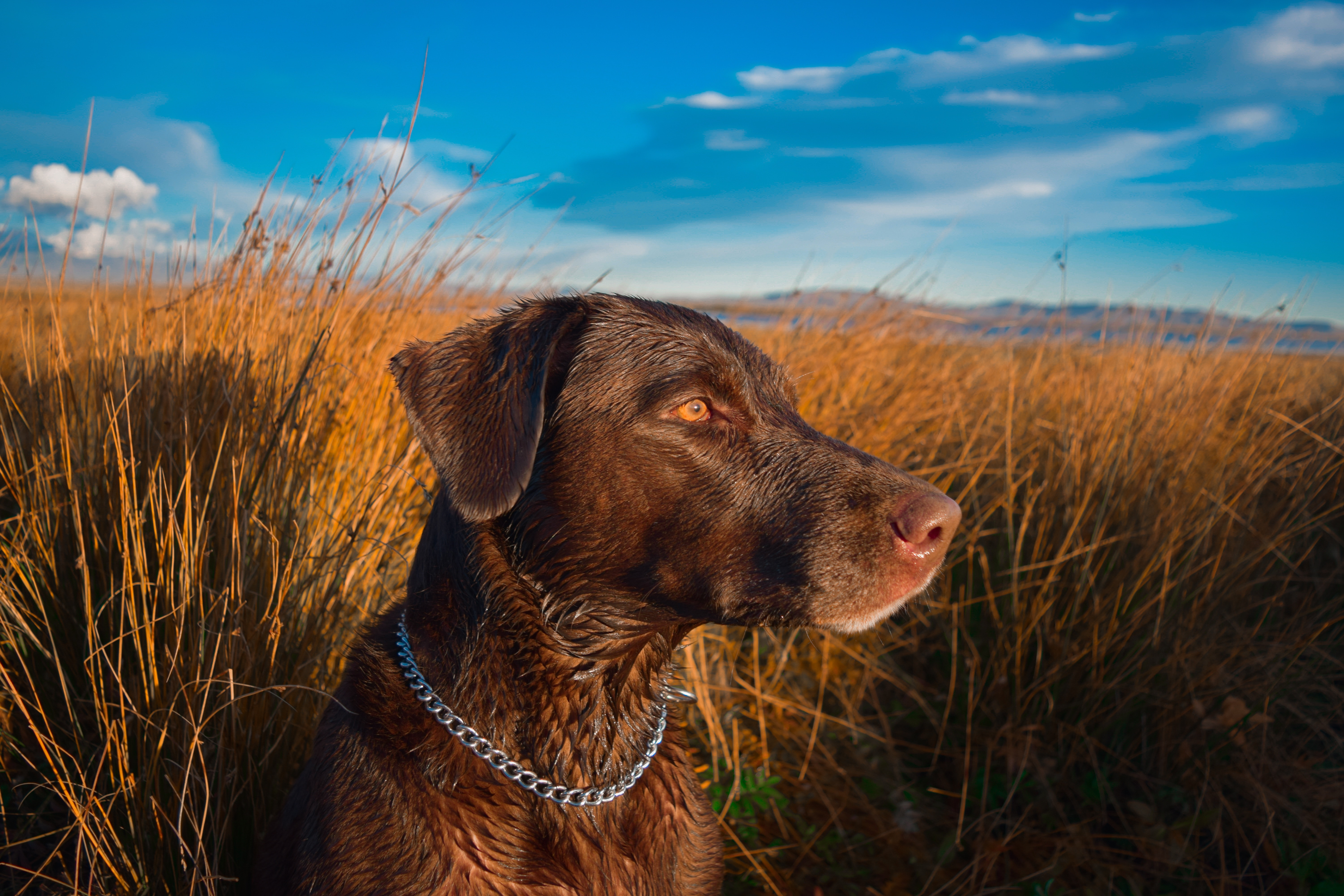 Cute Hunting Dog Names