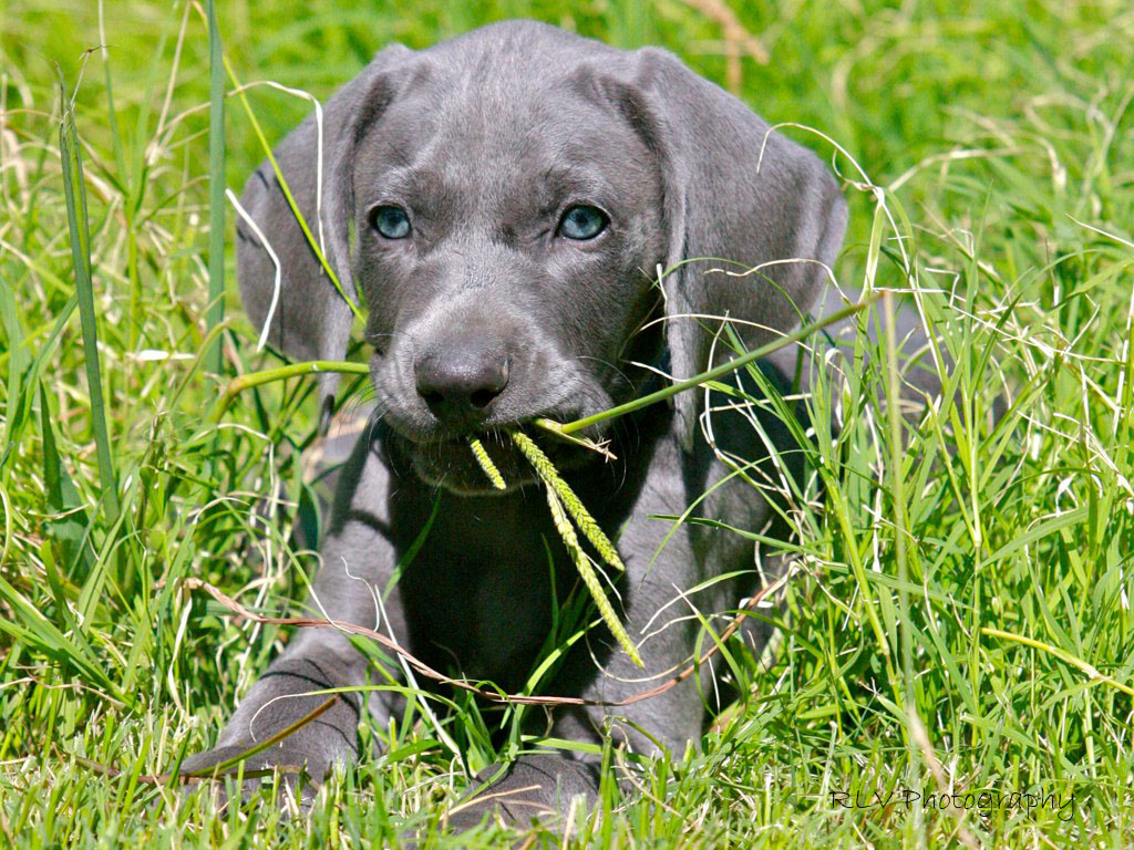 hunting-puppy-selection