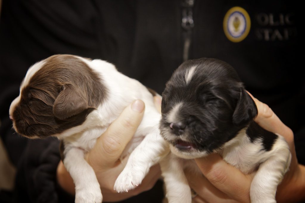 hunting-puppy-litter