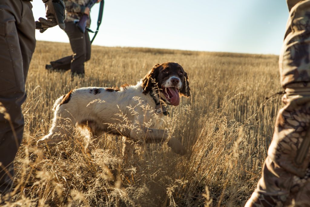 choosing-a-hunting-dog