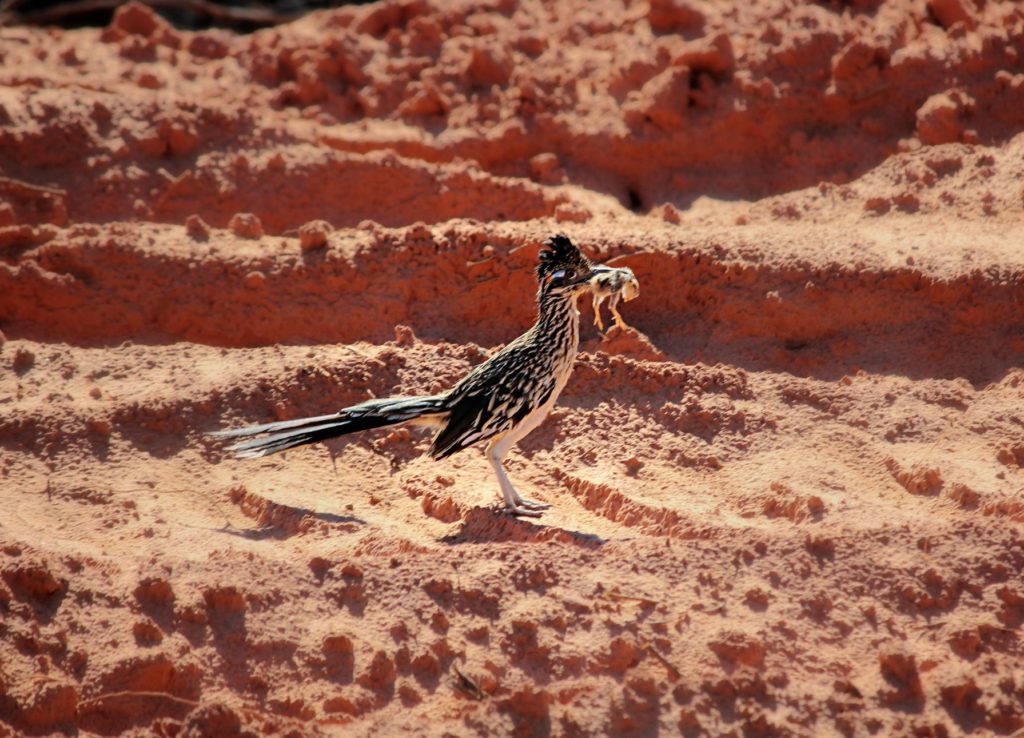 best-animals-to-hunt-in-arizona