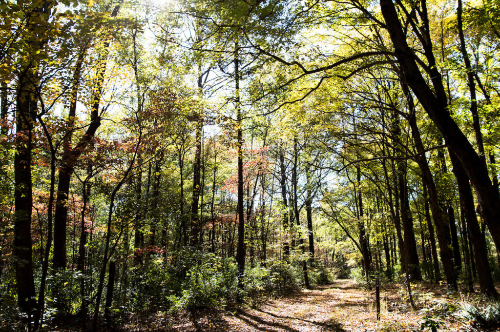 shawnee-national-forest