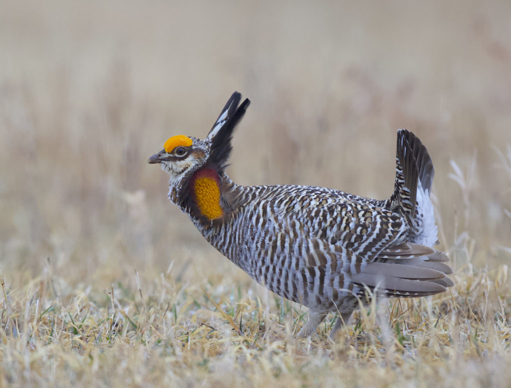 prairie-chicken