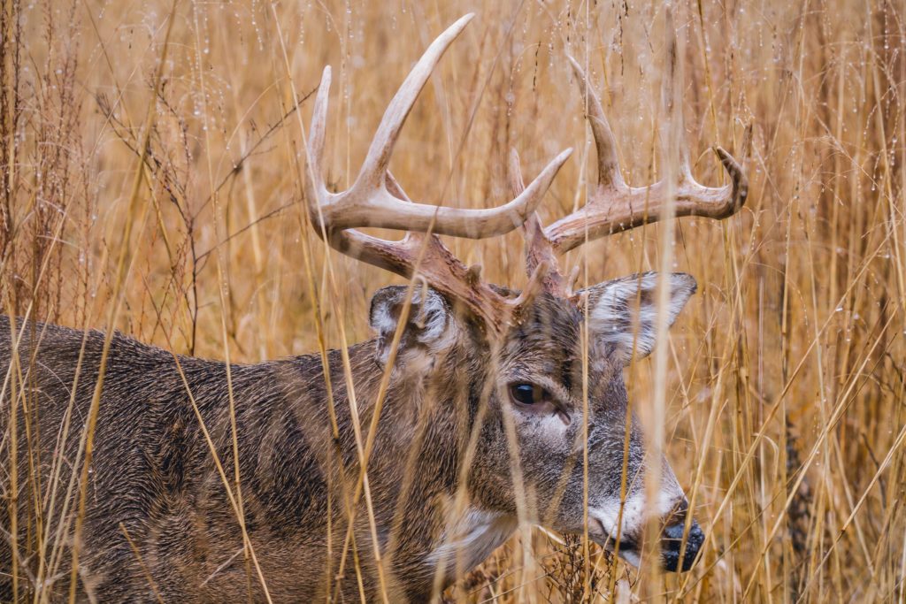 whitetail-deer