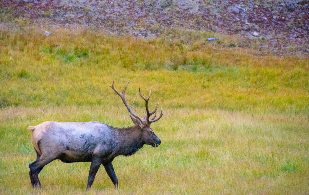 whitetail-deer-in-field