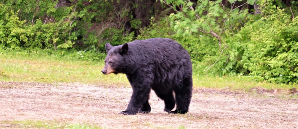 black-bear-in-arkansas