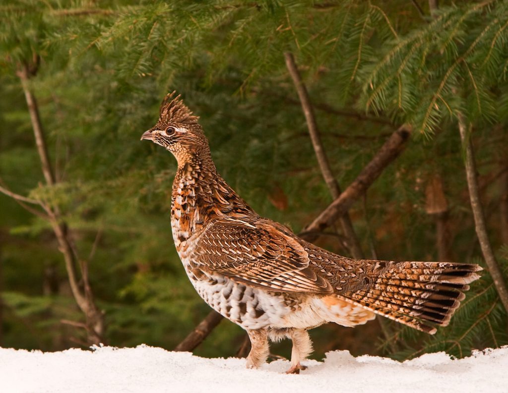 ruffed-grouse