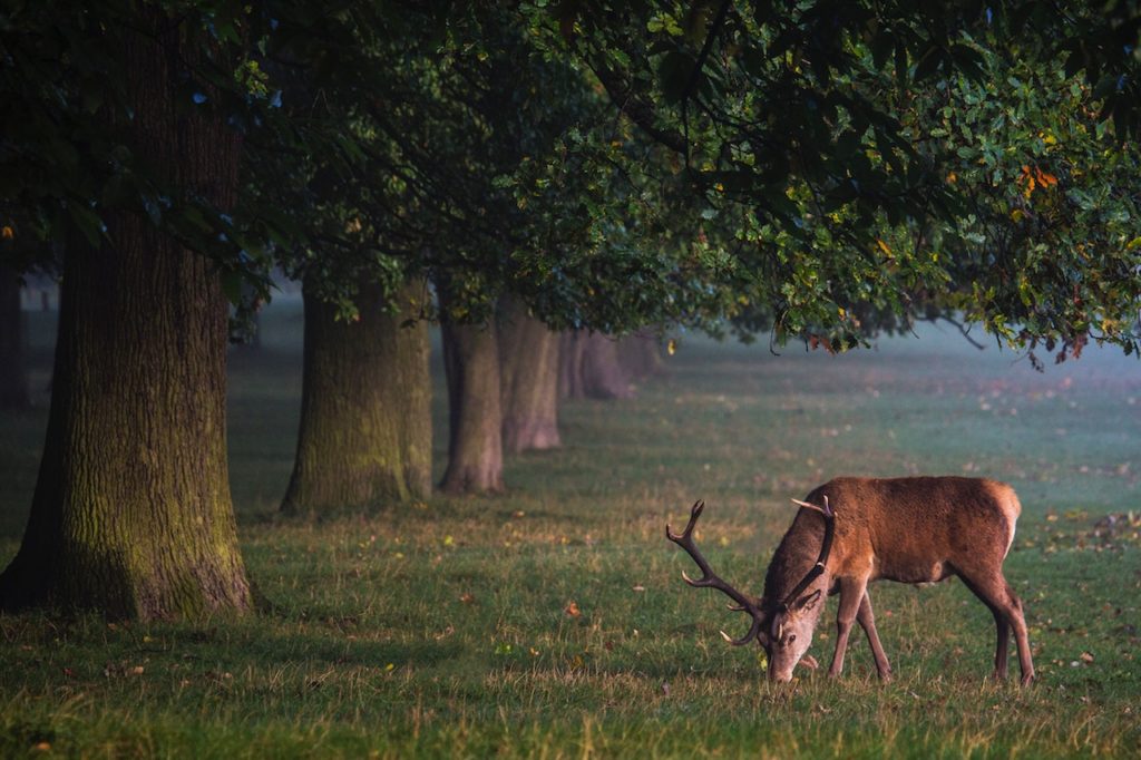 deer-hunting