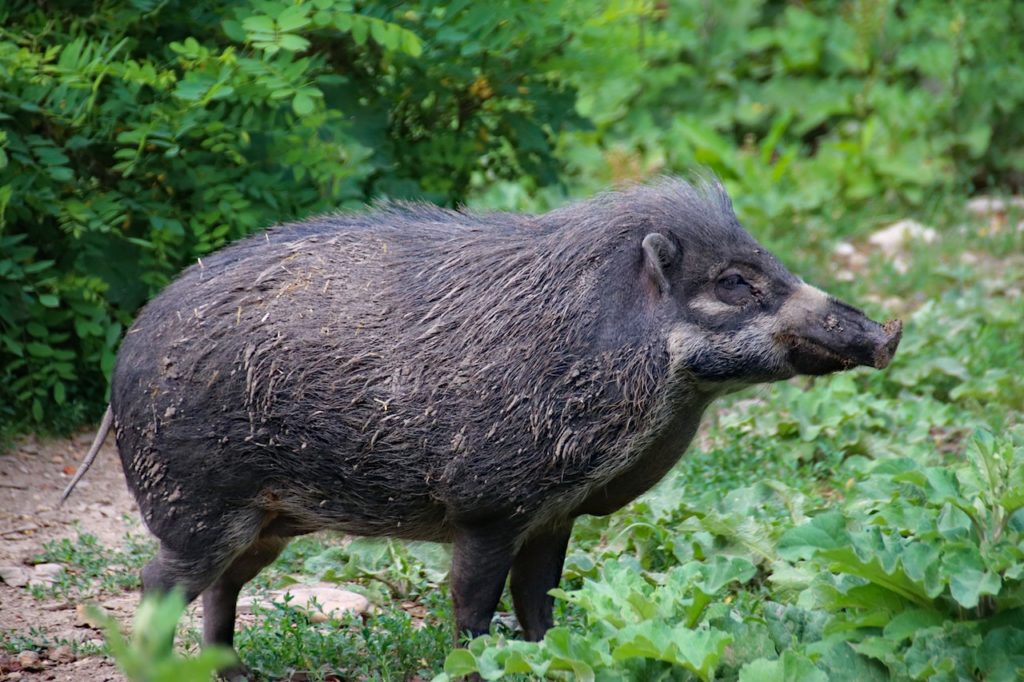 feral-hog-hunting