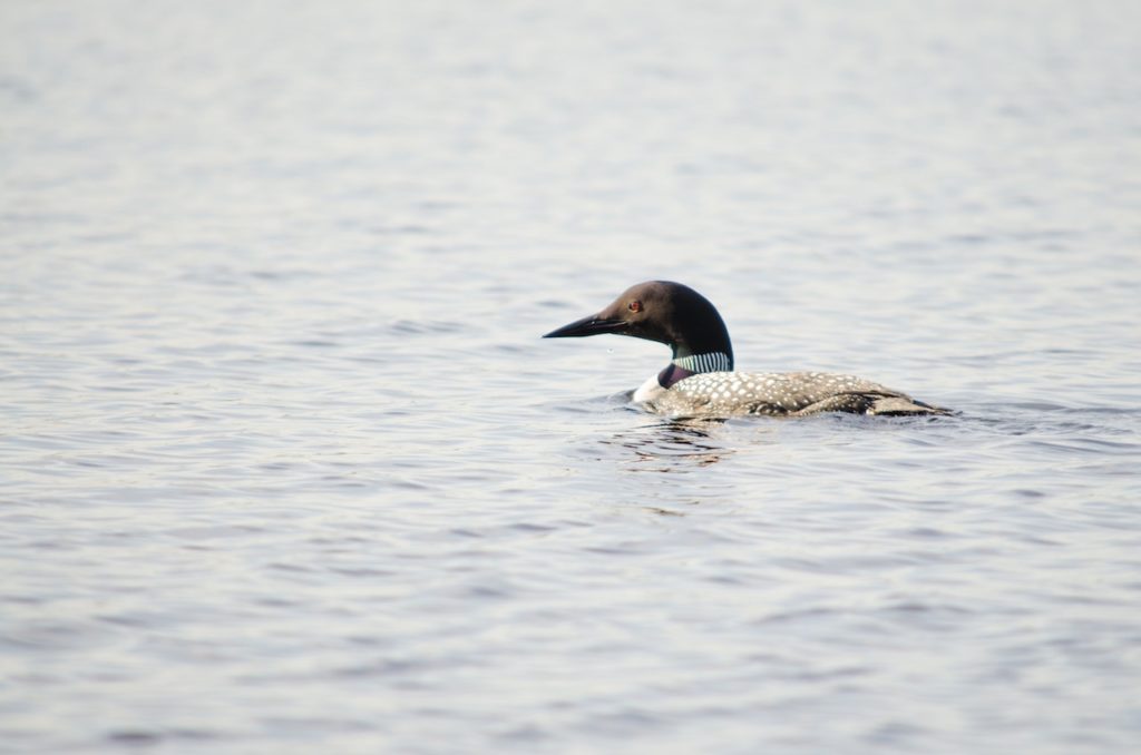 duck-in-a-river