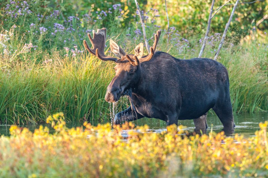 yukon-moose