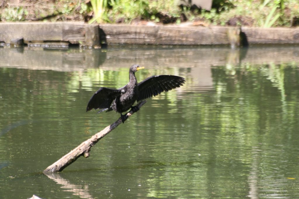 waterfowl-in-maryland