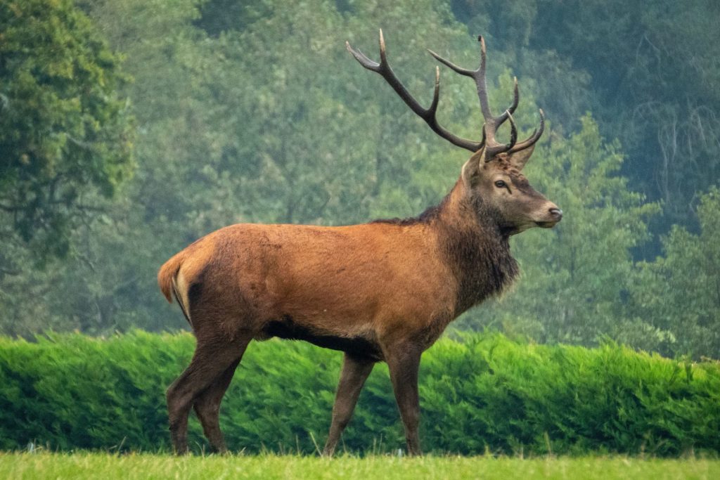 elk-hunting