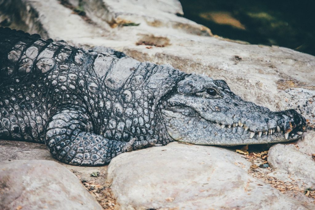 alligator-hunting