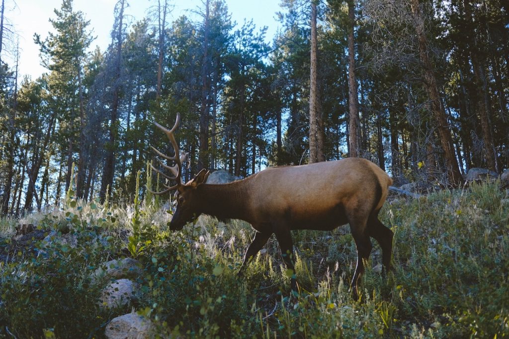 whitetail-deer