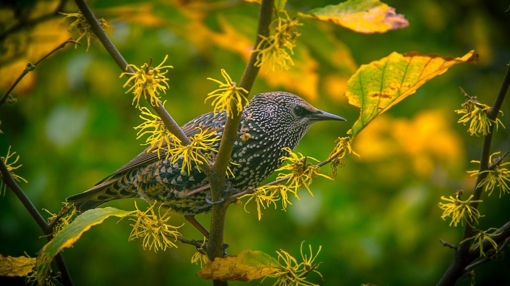 upland-bird