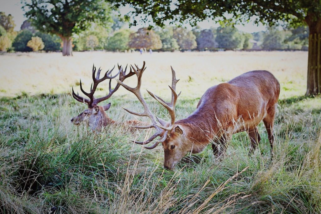 Boone-and-Crockett-buck