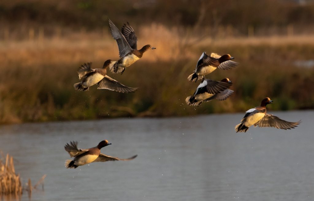 duck-migration