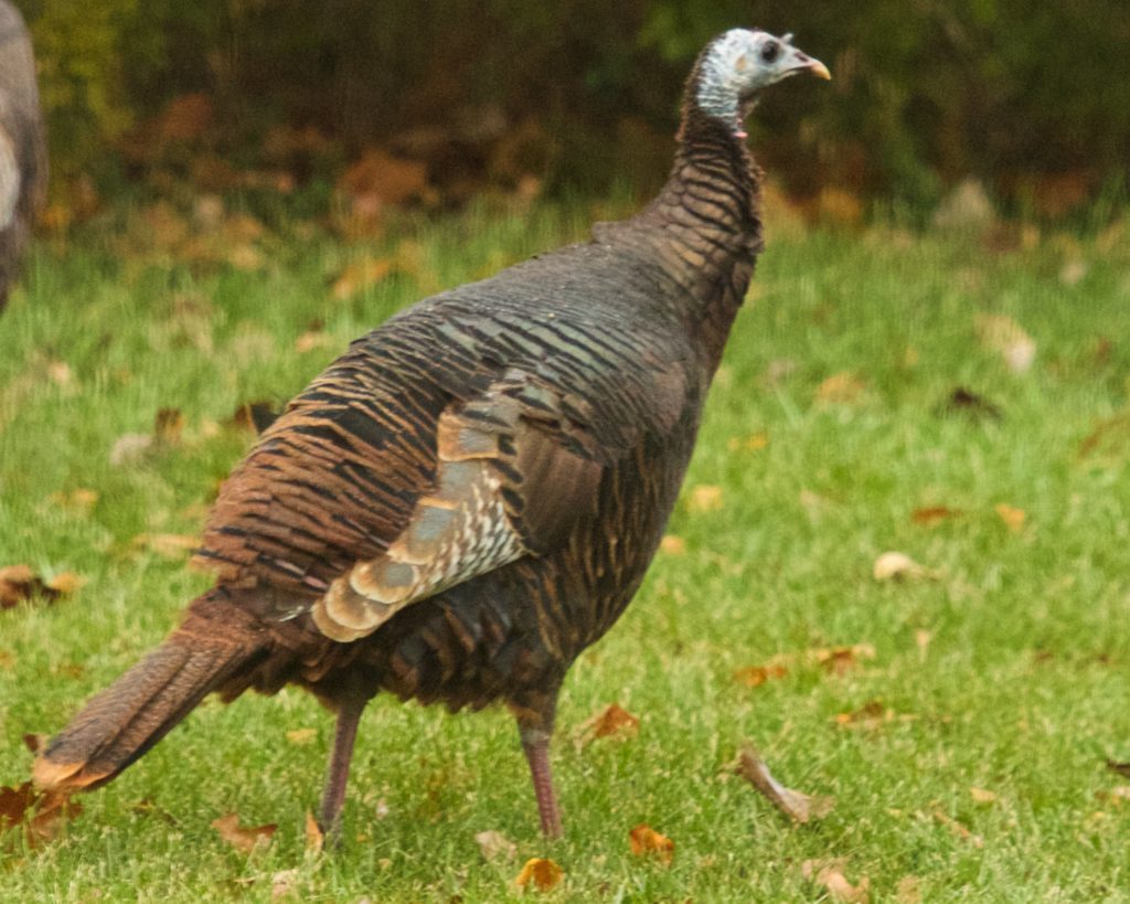 eastern-wild-turkey