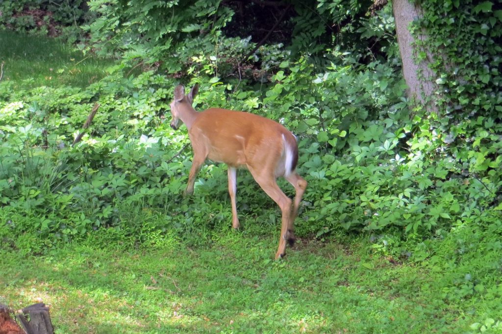 deer-in-virginia