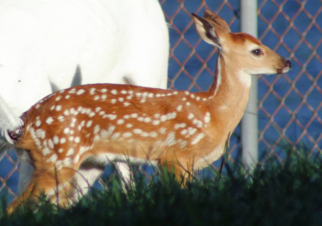 whitetail-deer-in-pennsylvania