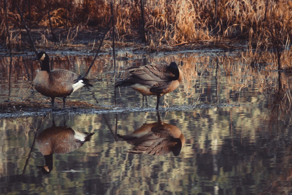 ducks-in-lake