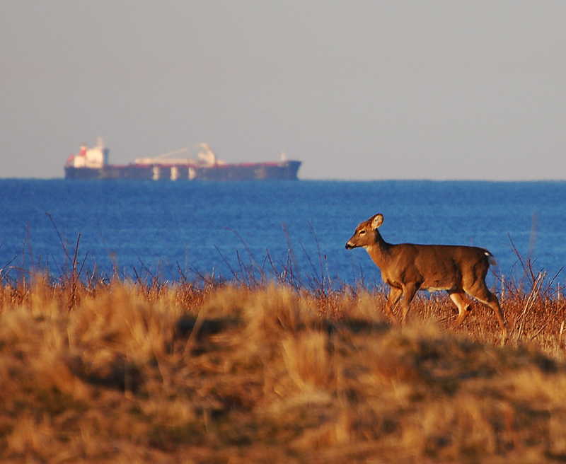 whitetail-deer-in-rhode-island