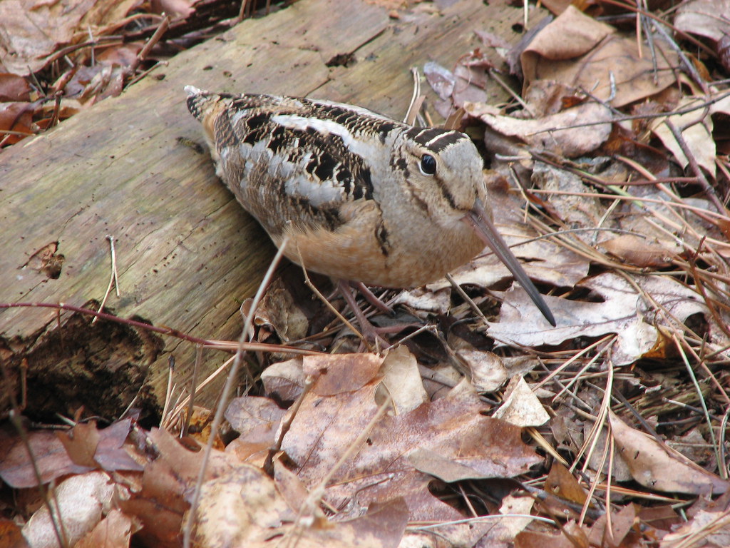 woodcock