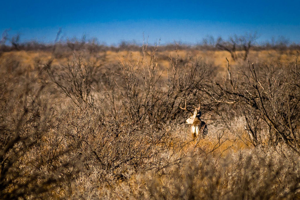 hunting-in-texas