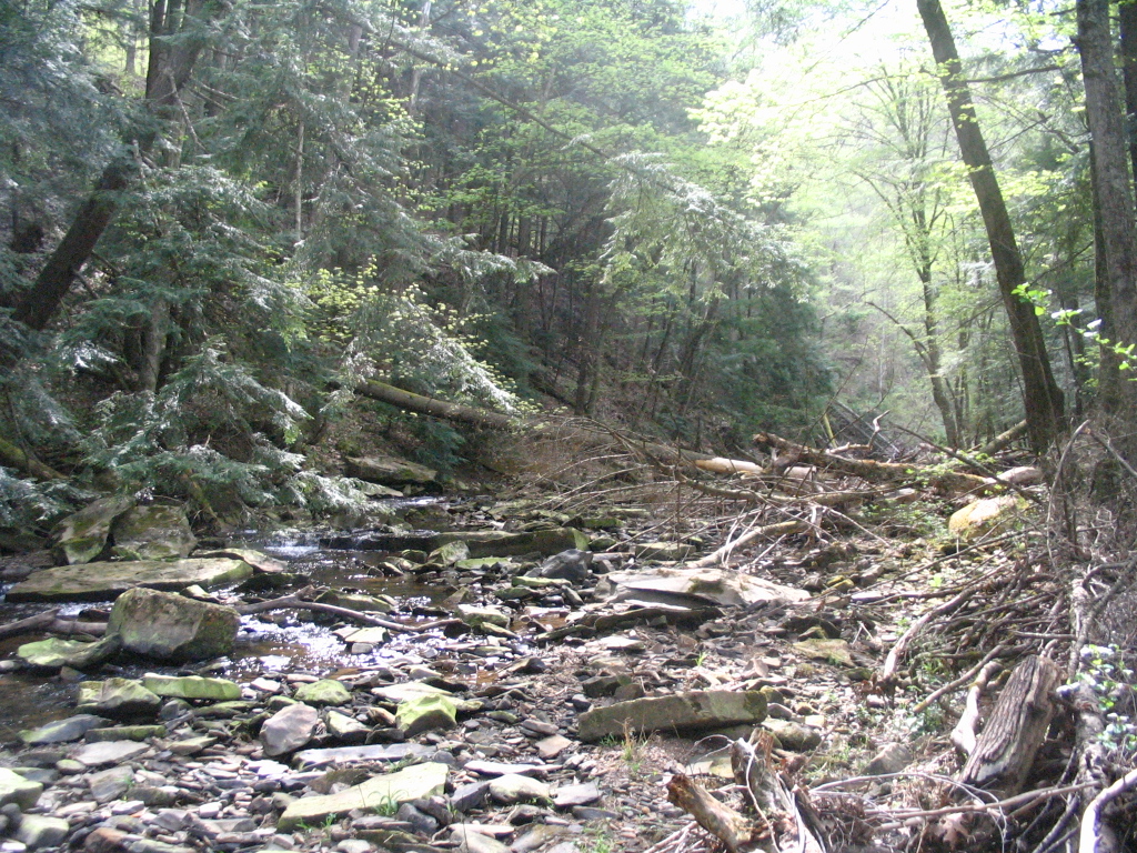 shawnee-state-forest