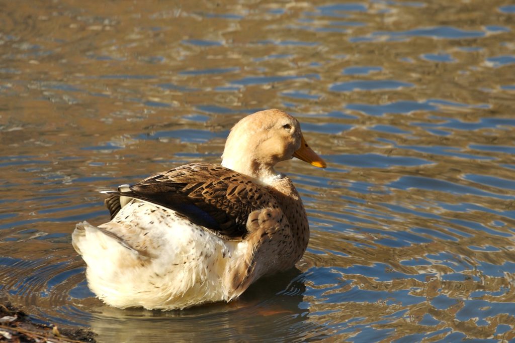 waterfowl-in-new-york