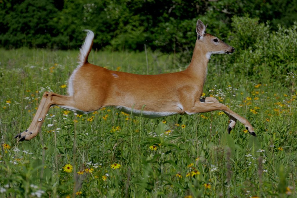 whitetail-deer-in-wisconsin