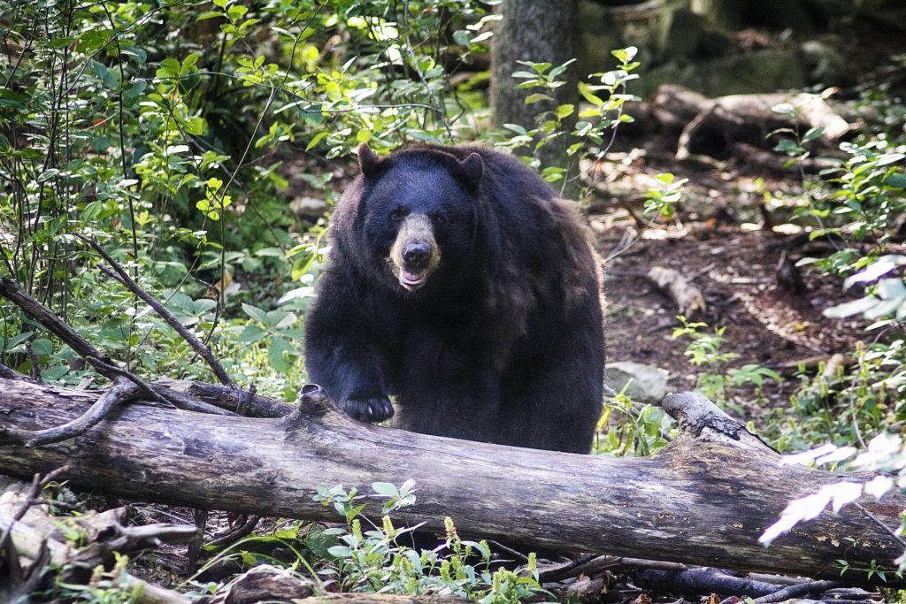 black-bear-in-north-carolina