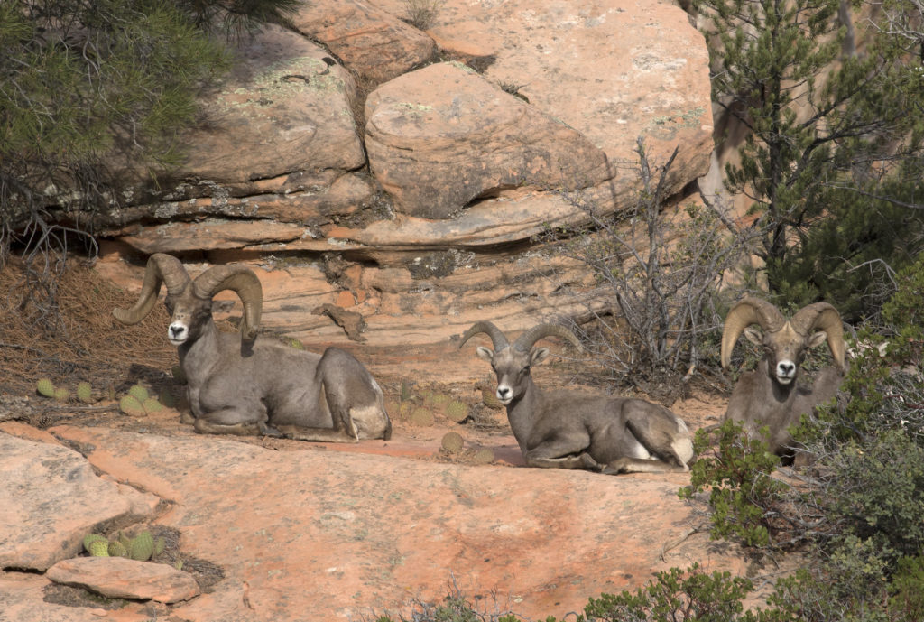 desert-bighorn-sheep