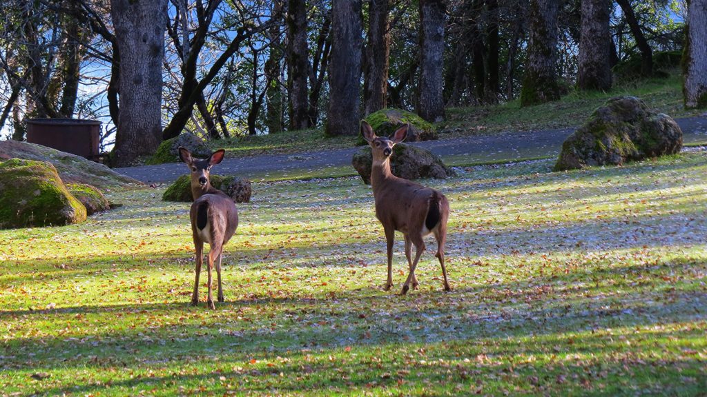 blacktail-deer-in-oregon