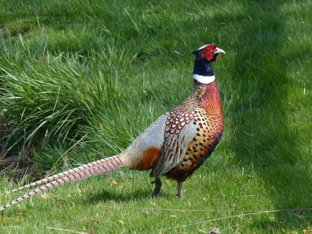 ring-necked-pheasant