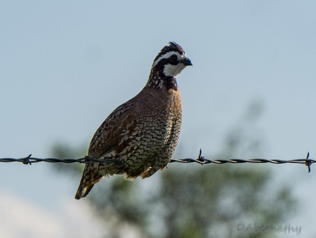bobwhite-quail
