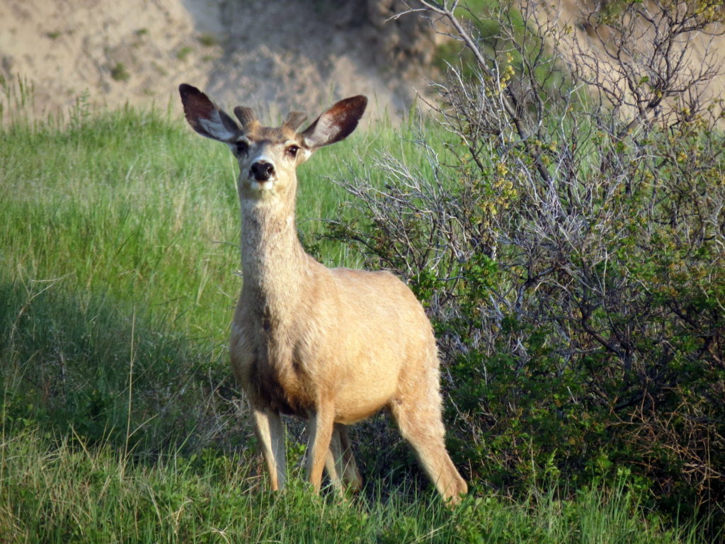 nebraska predators animals