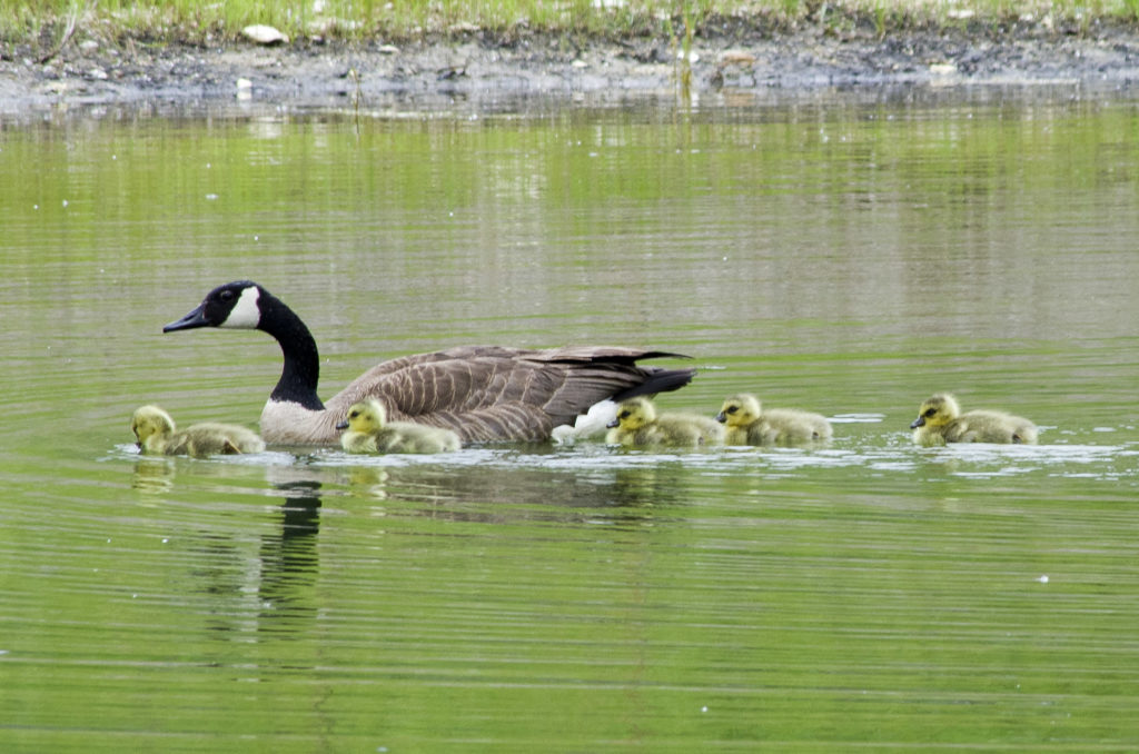 canadian-goose