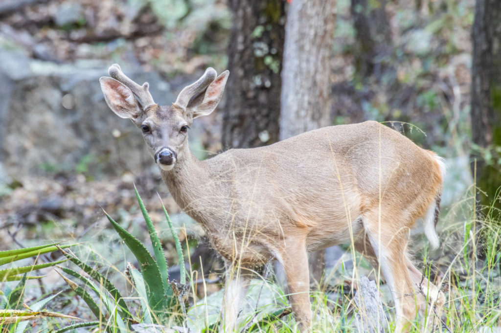 coues-deer