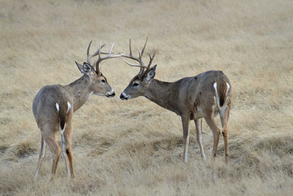 deer-in-oklahoma