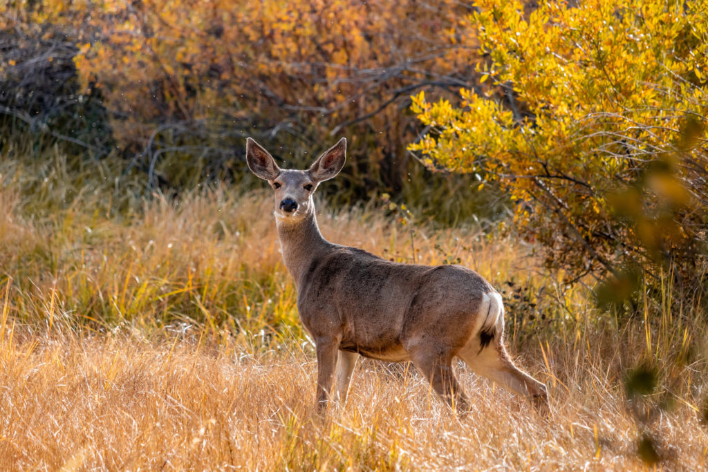 mule-deer-in-utah