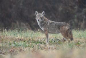 coyote-in-missouri