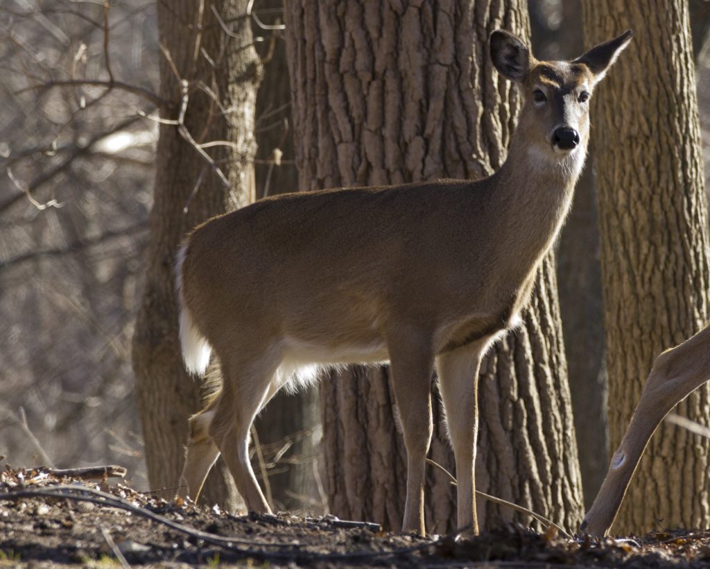 whitetail-deer-in-ohio