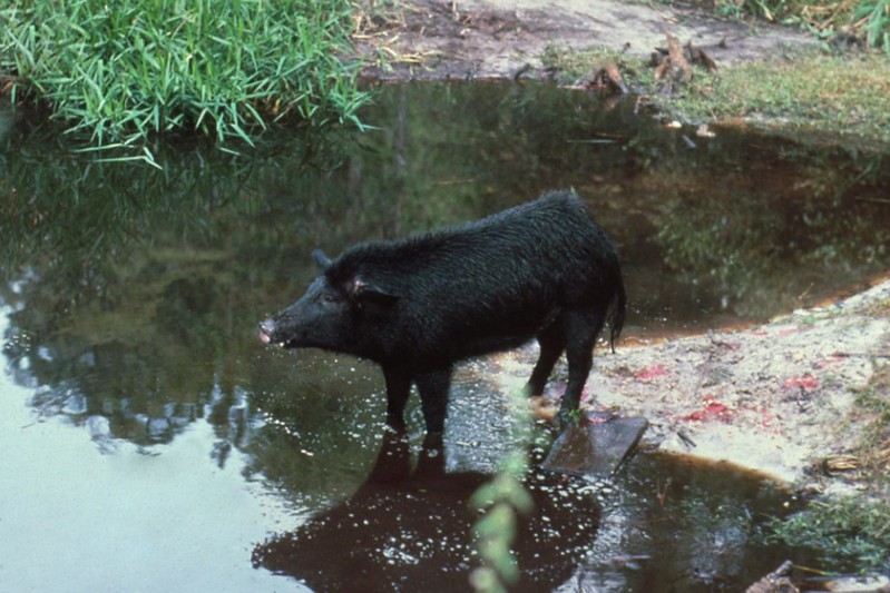 feral-hog