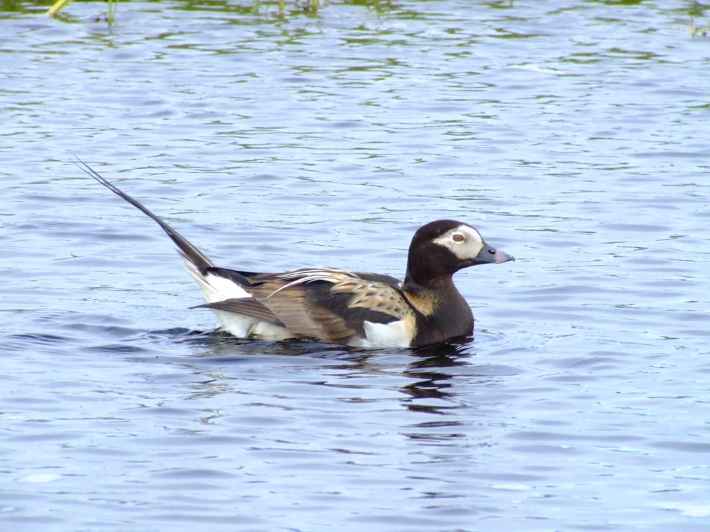 long-tailed-duck