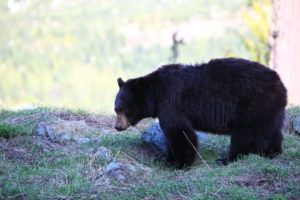 black-bear-in-west-virginia